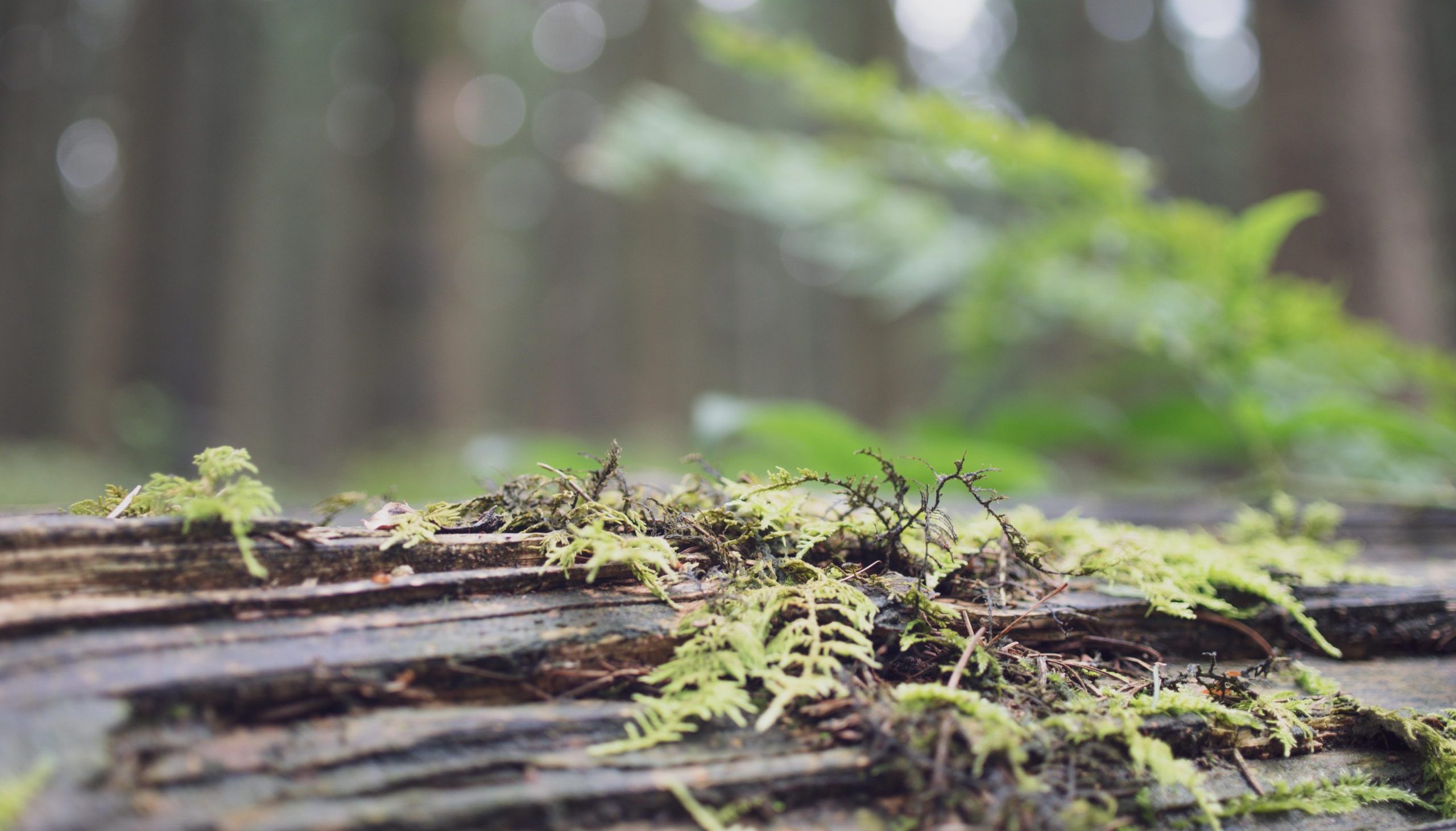 Zwischen Schrottplatz und Wattpad – Fanfiction als Schreibschule (Teil 2)