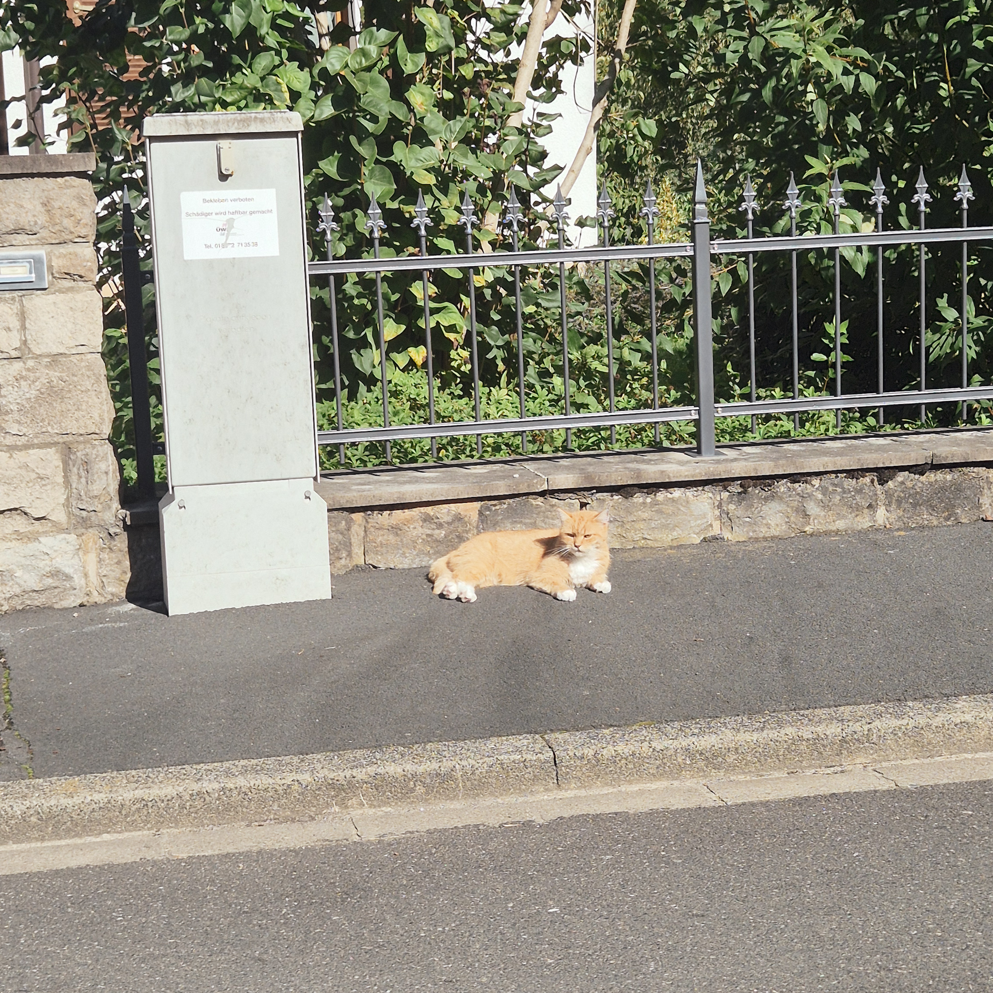 eine rote Katze, die auf dem Gehsteig liegt
