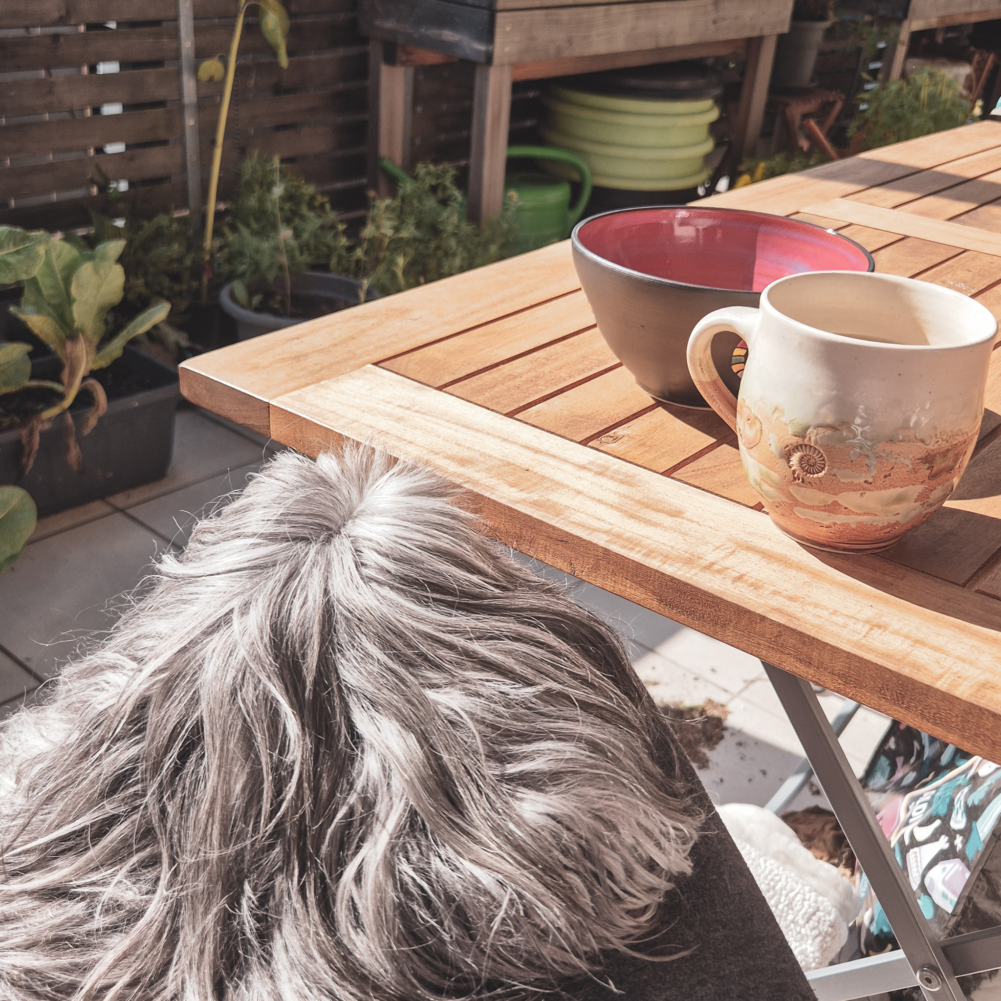 Ein haariger Hund, der auf dem Schoß liegt. Eine Kaffeetasse und eine Schüssel stehen daneben auf einem Tisch.