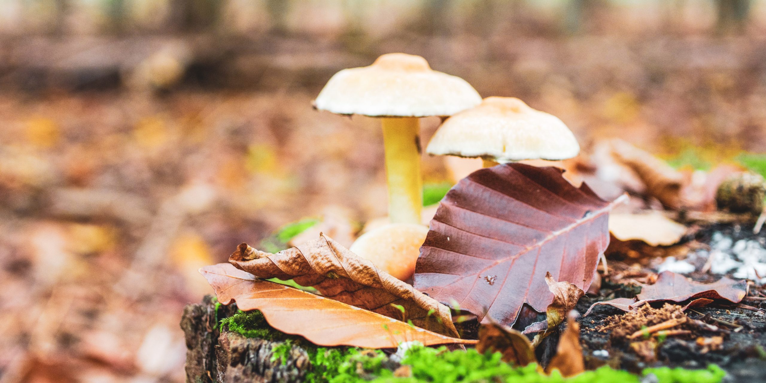 Monatsrückblick Oktober 2025: Zwischen unsichtbarer Schreibarbeit und Beruflichem