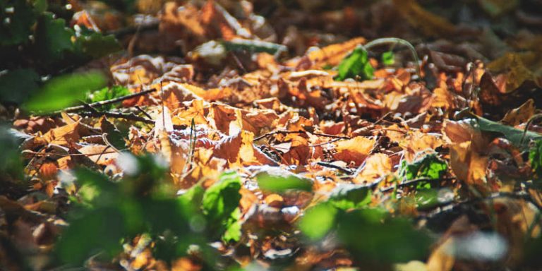 Herbstblätter im Wald, von der Sonne angestrahlt